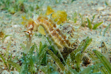 Hippocampus Sea ​​horse in the Red Sea Colorful and beautiful, Eilat Israel