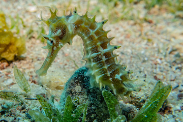 Hippocampus Sea ​​horse in the Red Sea Colorful and beautiful, Eilat Israel