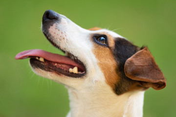 Portrait of a funny dog Jack Russell .