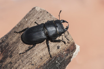Dorcus parallelopipedus stag beetle medium-sized beetle that in autumn appears hibernating in the semi-hard trunks