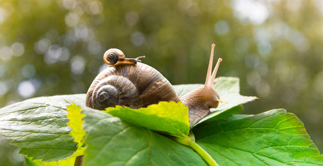 a big snail crawls on a green leaf and a small snail crawling on it with a baby with beautiful...