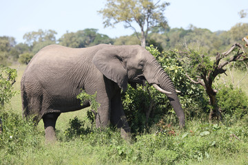 Fototapeta premium Afrikanischer Elefant / African elephant / Loxodonta africana