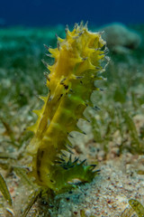 Hippocampus Sea ​​horse in the Red Sea Colorful and beautiful, Eilat Israel