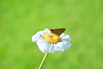 Nature daisy flower, bellis perennis © Udorn1976