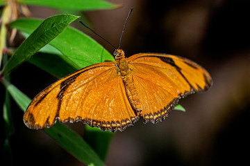 Orange and black Butterfly sitting on a green leaf with a brown background.