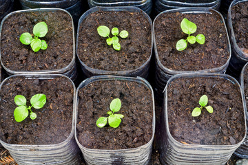 Eggplant tree seeding, nature and organic                              