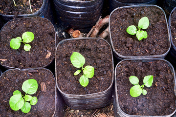 Eggplant tree seeding, nature and organic                              