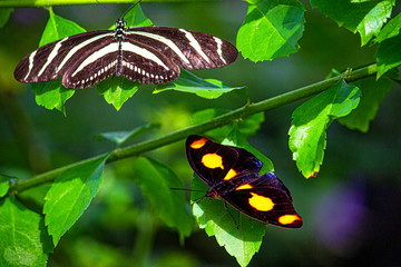 Two Butterflies sitting on green leaves - Powered by Adobe