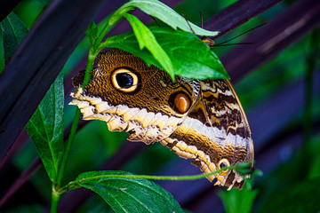 Orange and black and white Butterfly wing with fake eye sitting on green leaf.