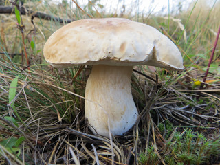 mushroom in the forest