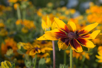 summer flowers sunflower