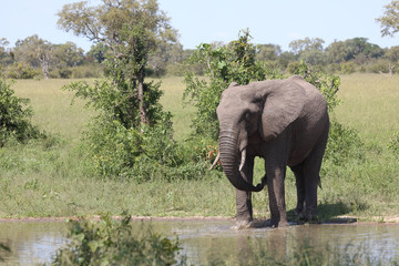 Obraz premium Afrikanischer Elefant / African elephant / Loxodonta africana