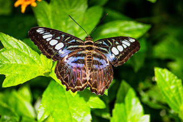 Blue and white and brown Butterfly sitting on a leaf.