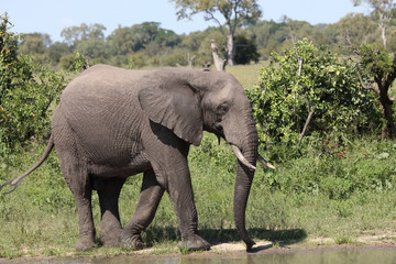 Fototapeta premium Afrikanischer Elefant / African elephant / Loxodonta africana