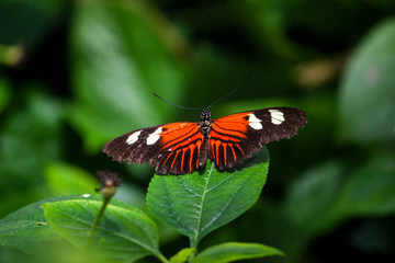 Fototapeta na wymiar Orange and black and white Butterfly sitting on a leaf.