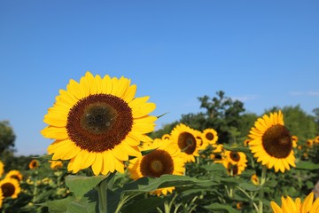 Fototapeta premium 馬見丘陵公園のひまわり畑