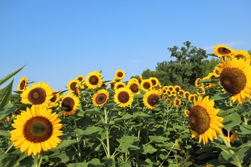 馬見丘陵公園のひまわり畑