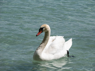 Obraz premium cygnes