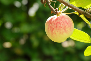 Apple on a branch on a natural green background