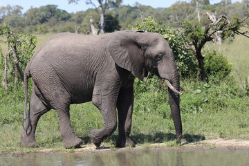 Afrikanischer Elefant / African elephant / Loxodonta africana