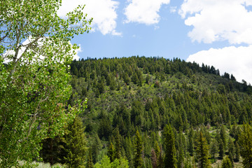 Fototapeta premium trees in forest hiking green organic nature peace life summer green relax and explore 