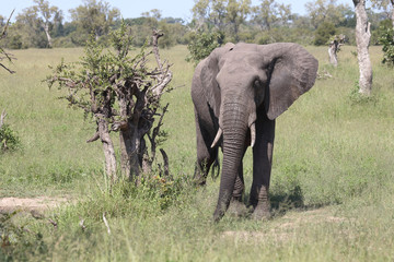 Fototapeta premium Afrikanischer Elefant / African elephant / Loxodonta africana