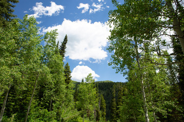 trees in forest hiking green organic nature peace life summer green relax and explore 
