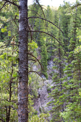 trees in forest hiking green organic nature peace life summer green relax and explore 