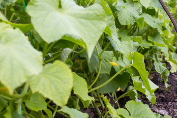 Ripening green cucumber on a bed. Growing vegetable.