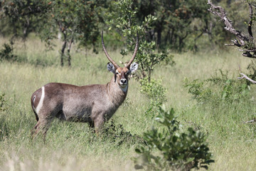 Obraz premium Wasserbock / Waterbuck / Kobus ellipsiprymnus