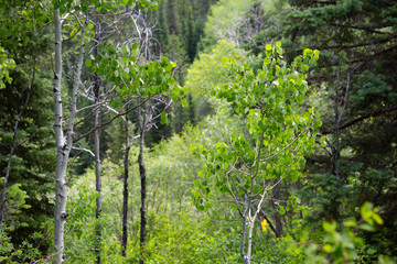 trees in forest hiking green organic nature peace life summer green relax and explore 