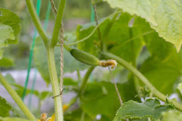 Ripening green cucumber on a bed. Growing vegetable.