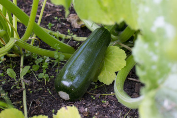 Obraz premium Ripening green zucchini in the garden. Growing vegetable.