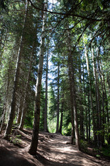 Obraz premium trees in forest hiking green organic nature peace life summer green relax and explore 