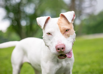 A red and white Pit Bull Terrier mixed breed dog with floppy ears and a funny expression