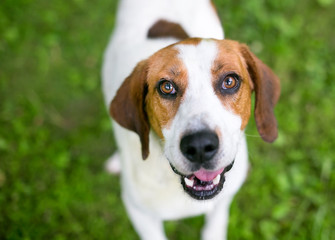 A red and white Coonhound mixed breed dog looking up at the camera