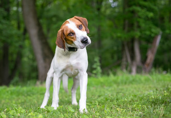 A red and white Coonhound mixed breed dog listening with a head tilt