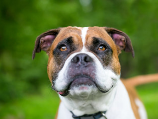 Close up of a Boxer/Bulldog mixed breed dog outdoors