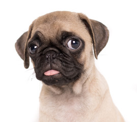 Fototapeta premium close-up small puppy pug dog frontal portrait on white background