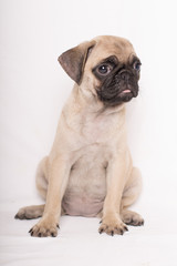 Obraz premium Close-up portrait of adorable sad puppy little pug dog sitting on white bakcground