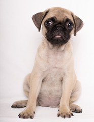 Obraz premium Close-up portrait of adorable sad puppy little pug dog sitting on white bakcground