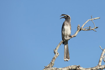 Grautoko / Grey hornbill / Tockus nasutus