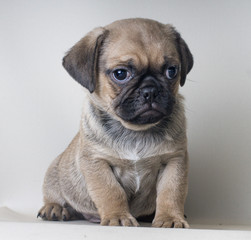 Obraz premium Close-up portrait on gray background of puppy little puf doggy looking at something
