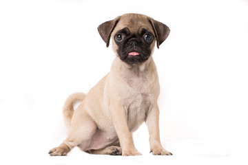 Sensual portrait of puppy pug dog sitting on white background - text space on the sides-