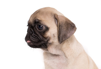 Obraz premium Close-up of pug isolated on white background -left text space-