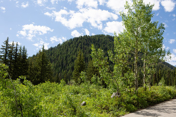 trees in forest hiking green organic nature peace life summer green relax and explore 