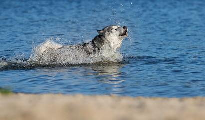 dog in spray of water, Alaskan Malamute breed