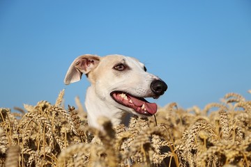 beautiful galgo head portrait in a corn field at a sunny summer day