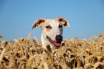 beautiful galgo head portrait in a corn field at a sunny summer day