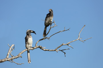 Grautoko / Grey Hornbill / Tockus nasutus